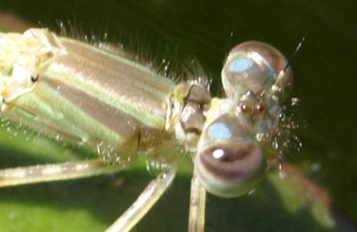 Ischnura elegans