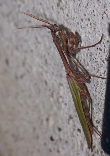 Réf. 34 942 : Empusa pennata