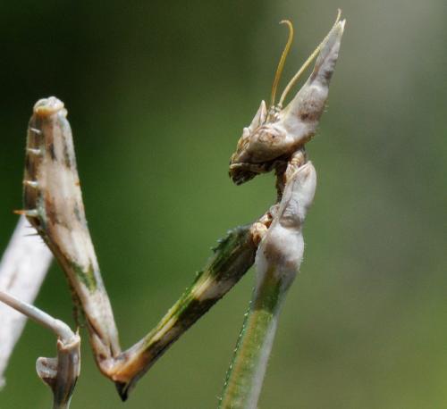 Réf. 34 532 : Empusa pennata