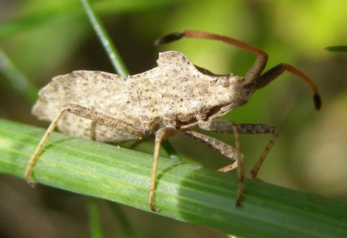 Réf. 34 087 : Enoplops scapha
