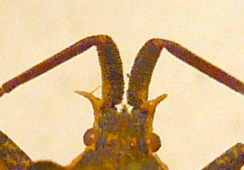 Réf. 34 256 : Enoplops bos