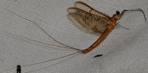 Ephemera glaucops