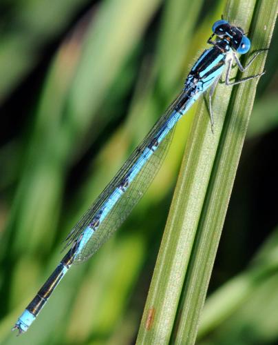 Erythromma lindenii