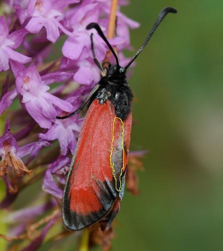 Zygaena erythrus