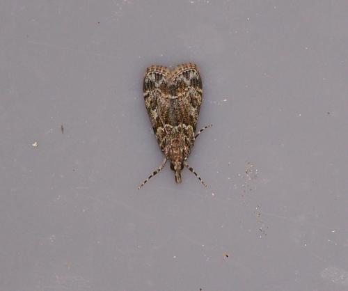 Eudonia mercurella