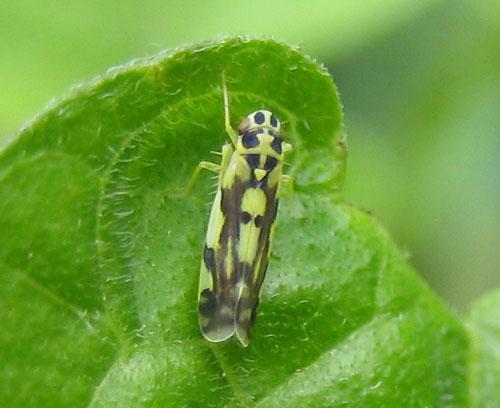 Réf. 34 710 : Eupteryx aurata