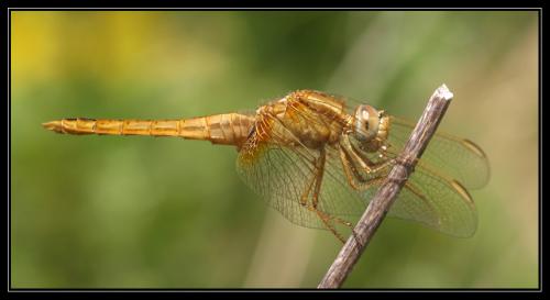 Réf. 34 543 : Crocothemis erythraea