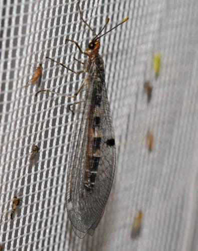 Megistopus flavicornis