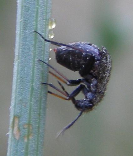Orthocephalus saltator