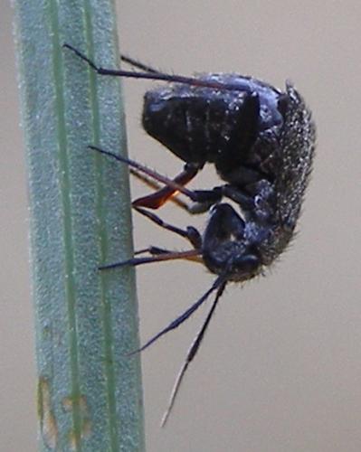 Orthocephalus saltator