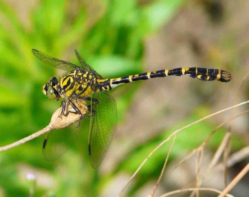 Réf. 34 392 : Onychogomphus forcipatus