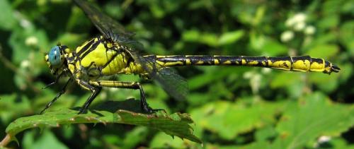Gomphus graslinii