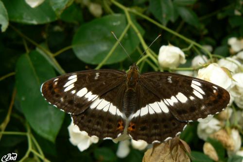 Réf. 34 749 : Limenitis camilla