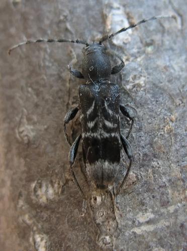 Réf. 34 660 : Anaglyptus mysticus