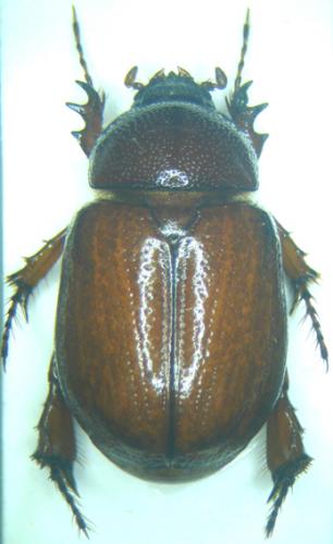 Podalgus cuniculus