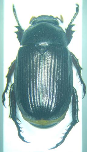 Anomala senegalensis