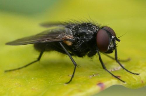 Réf. 34 615 : Hydrotaea sp.