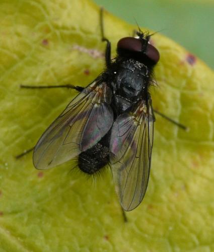 Réf. 34 614 : Hydrotaea sp.
