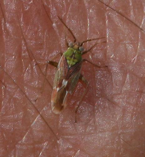 Conostethus sp.