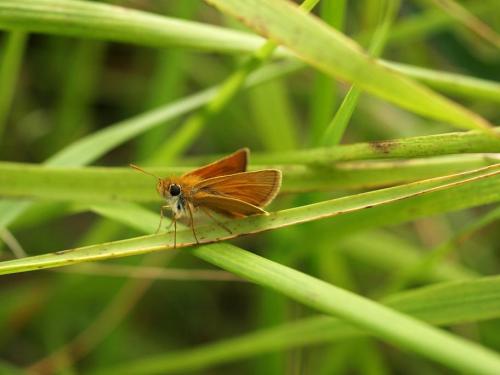 Thymelicus sp.