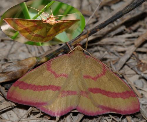 Réf. 34 194 : Rhodostrophia calabra