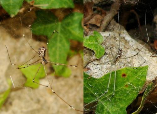 Holocnemus pluchei