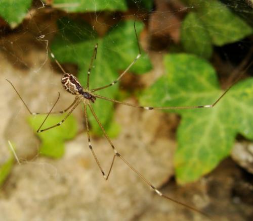 Holocnemus pluchei