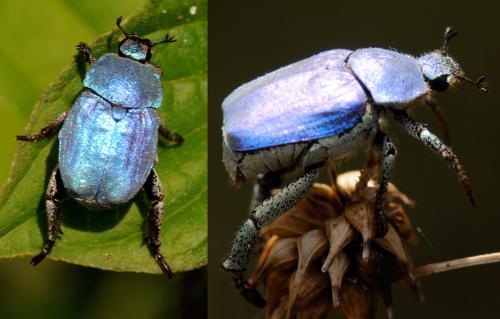 Réf. 34 143 : Hoplia coerulea