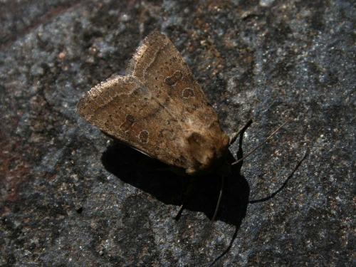 Hoplodrina octogenaria