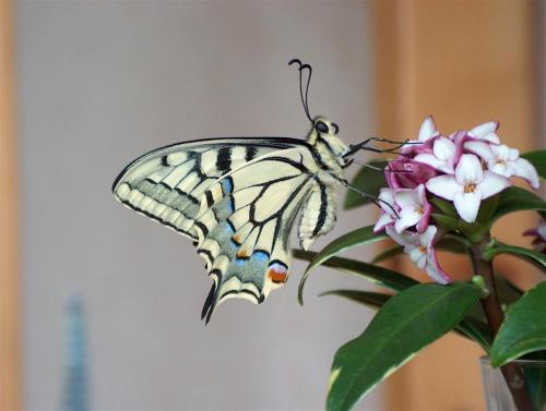 Papilio machaon