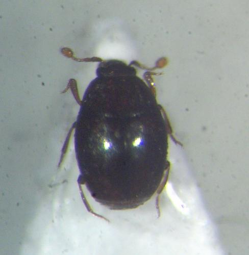 Réf. 34 216 : Aeletes atomarius