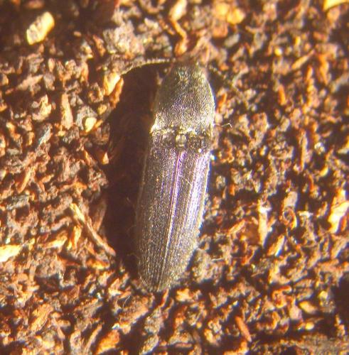 Réf. 34 980 : Limoniscus violaceus