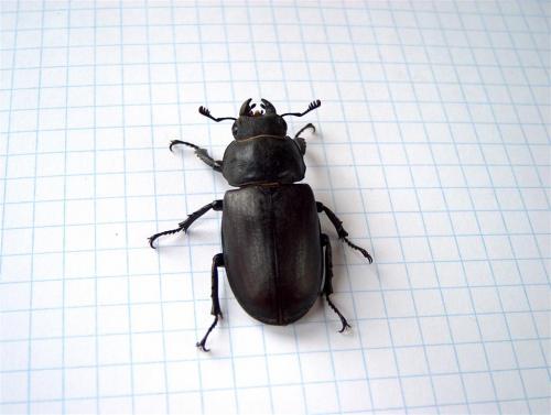 Lucanus cervus