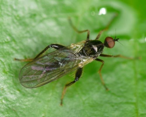 Réf. 34 766 : Hybos femoratus