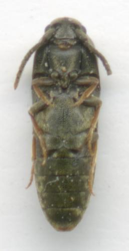 Réf. 34 648 : Hylis olexai
