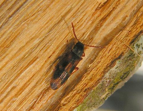 Réf. 34 211 : Hypulus quercinus