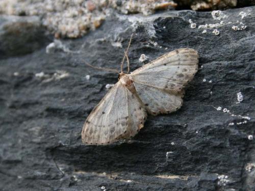 Réf. 34 481 : Idaea dimidiata