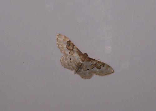 Idaea rusticata