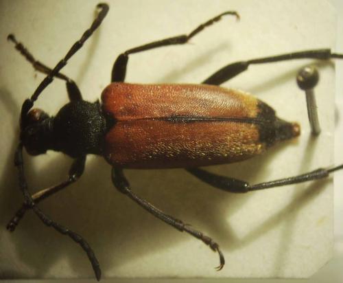 Stictoleptura cordigera