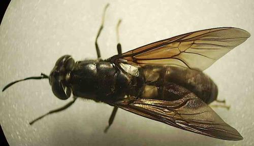 Hermetia illucens