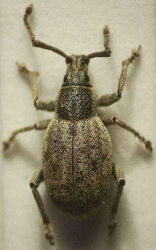 Pseudomeira flavipennis