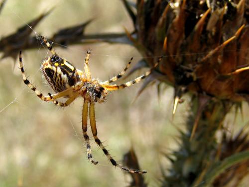 Aculepeira sp.