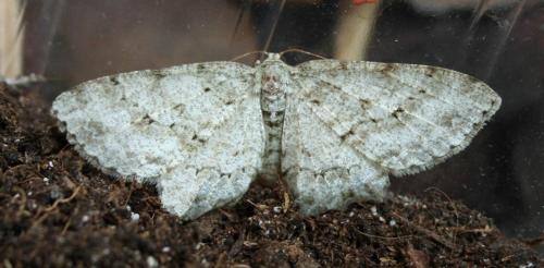 Ectropis crepuscularia