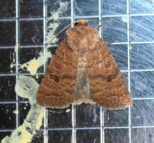 Hoplodrina octogenaria