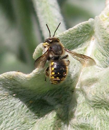 Anthidium sp.
