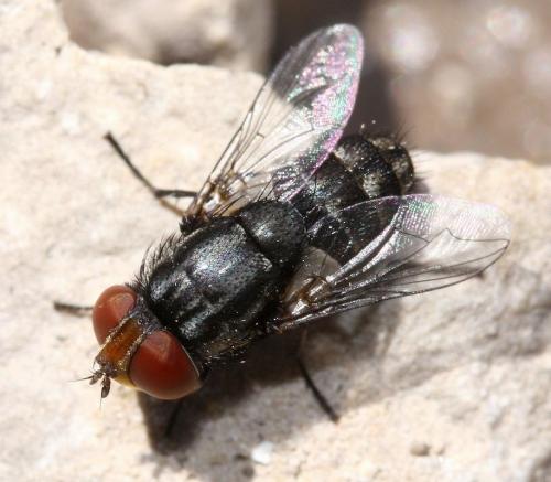 Miltogramma iberica