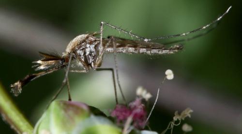 Ochlerotatus dorsalis