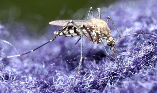 Réf. 34 624 : Aedes vexans