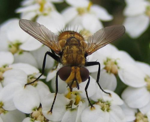 Eliozeta pellucens