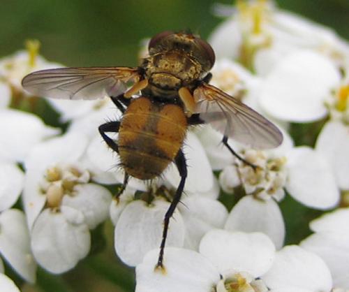 Eliozeta pellucens